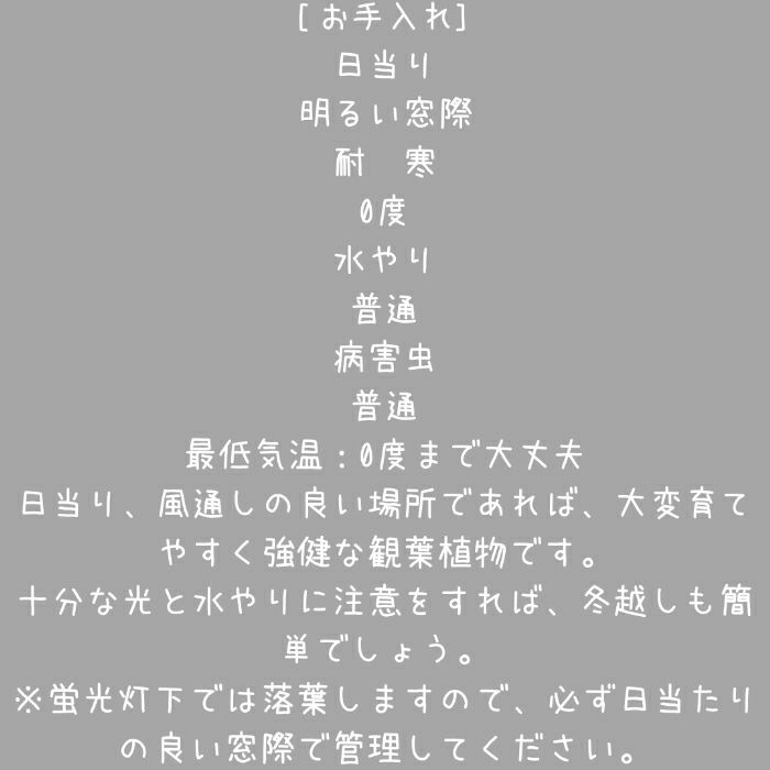 観葉植物現品販売