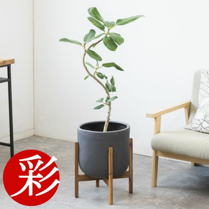 フィカス・ベンガレンシス 7号鉢 選べる鉢カバー付 観葉植物 本物