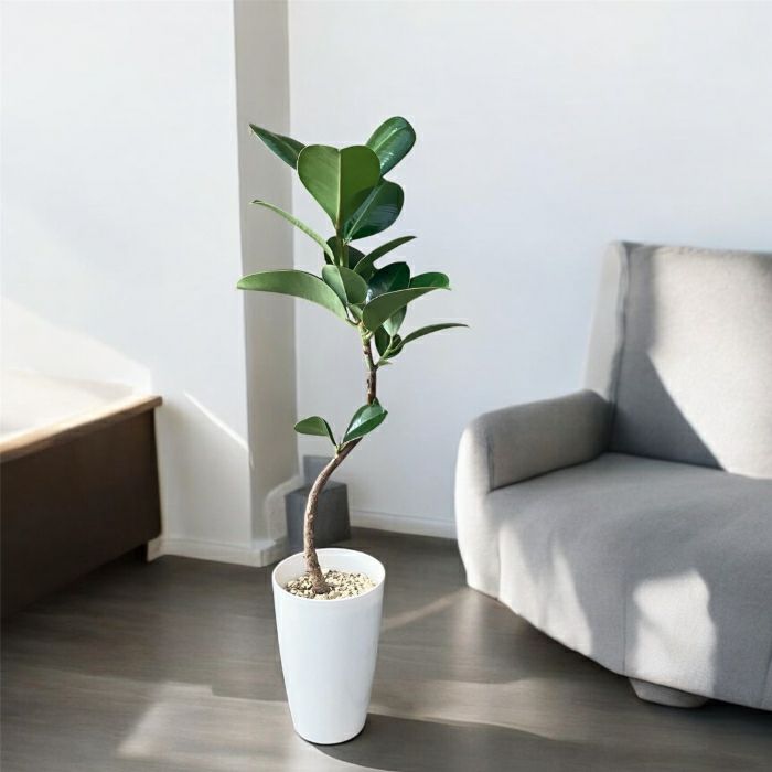 観葉植物現品販売