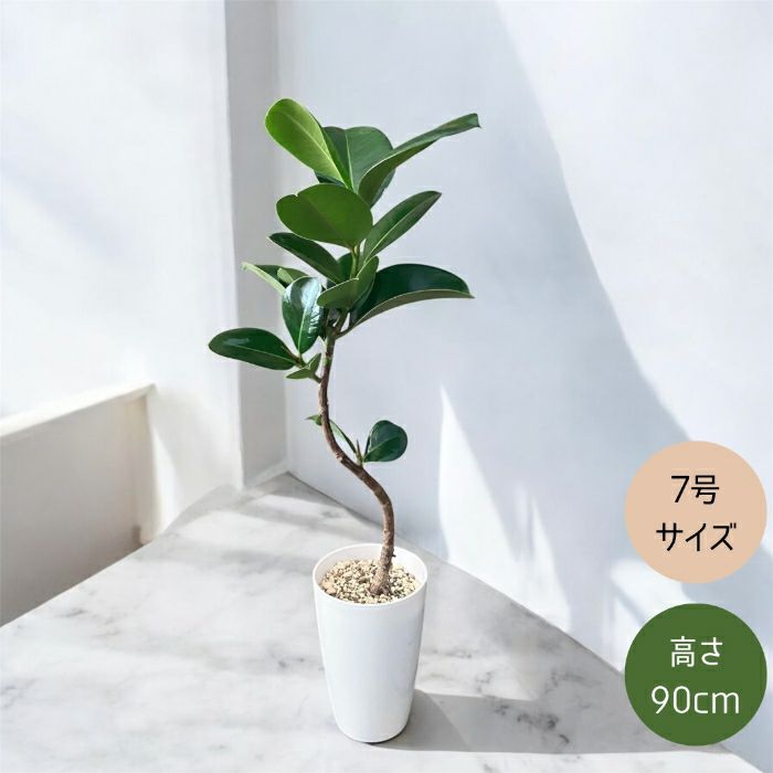 観葉植物現品販売
