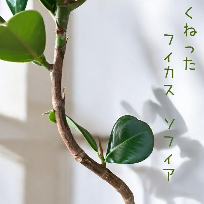 観葉植物現品販売