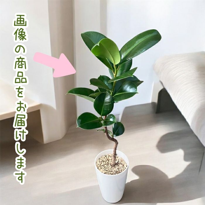 観葉植物現品販売