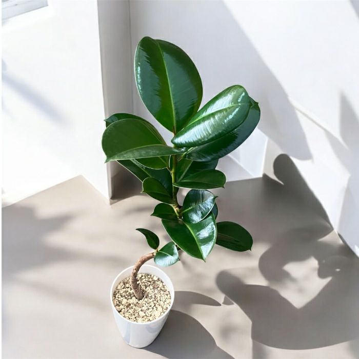 観葉植物現品販売