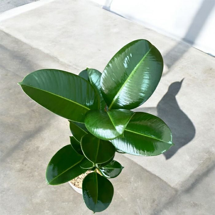 観葉植物現品販売
