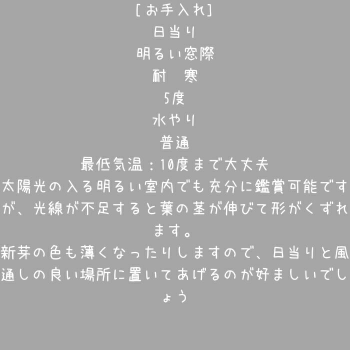 観葉植物現品販売