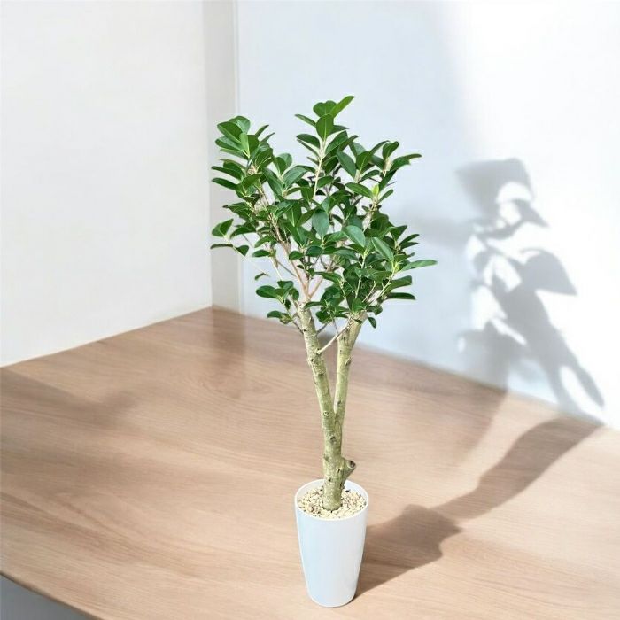 観葉植物現品販売