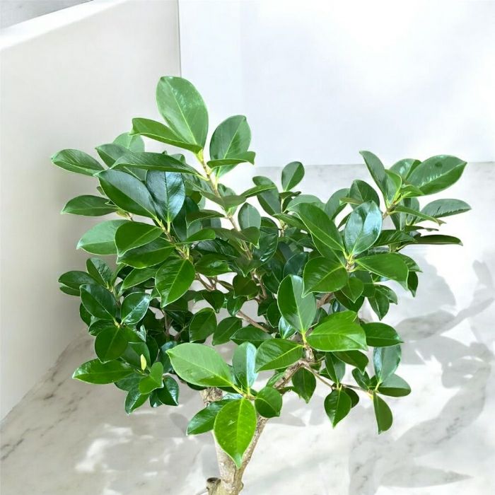 観葉植物現品販売