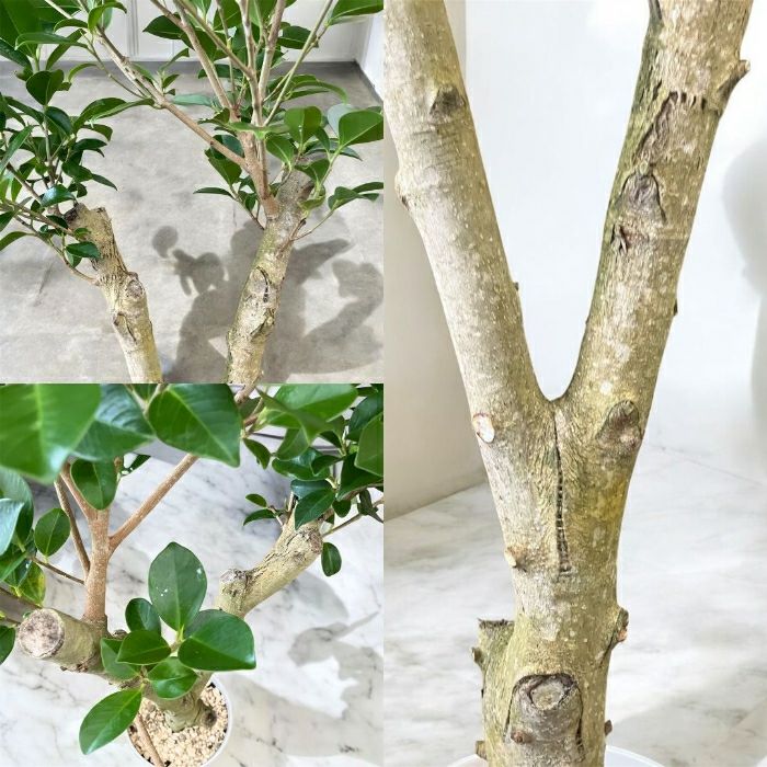 観葉植物現品販売