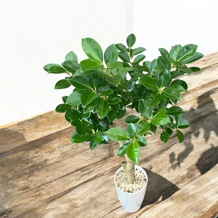 観葉植物現品販売