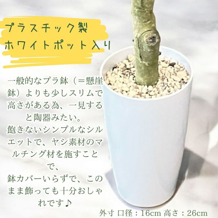 観葉植物現品販売