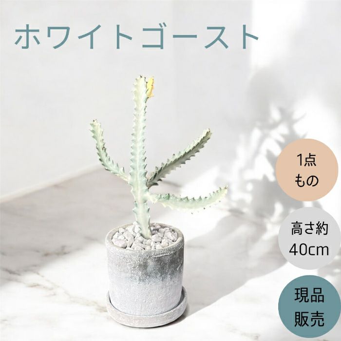 観葉植物現品販売