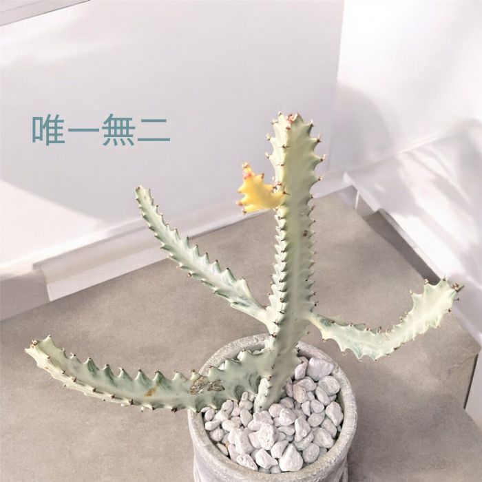 観葉植物現品販売