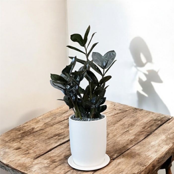 観葉植物現品販売