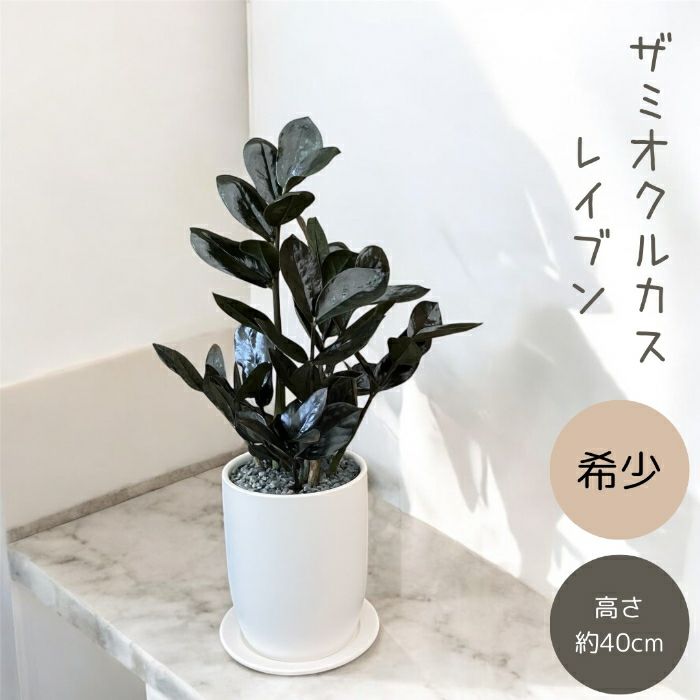 観葉植物現品販売