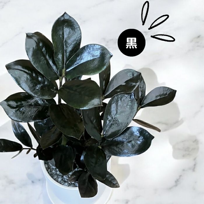 観葉植物現品販売