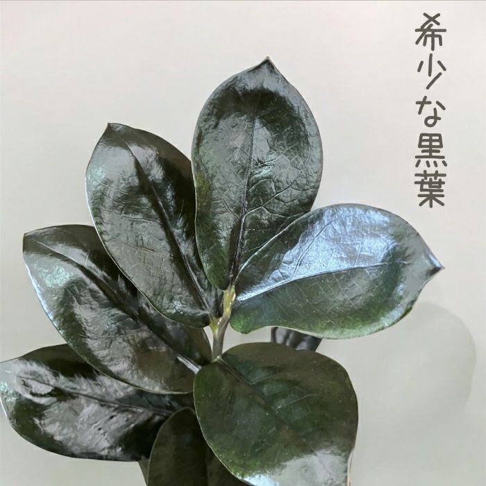 観葉植物現品販売