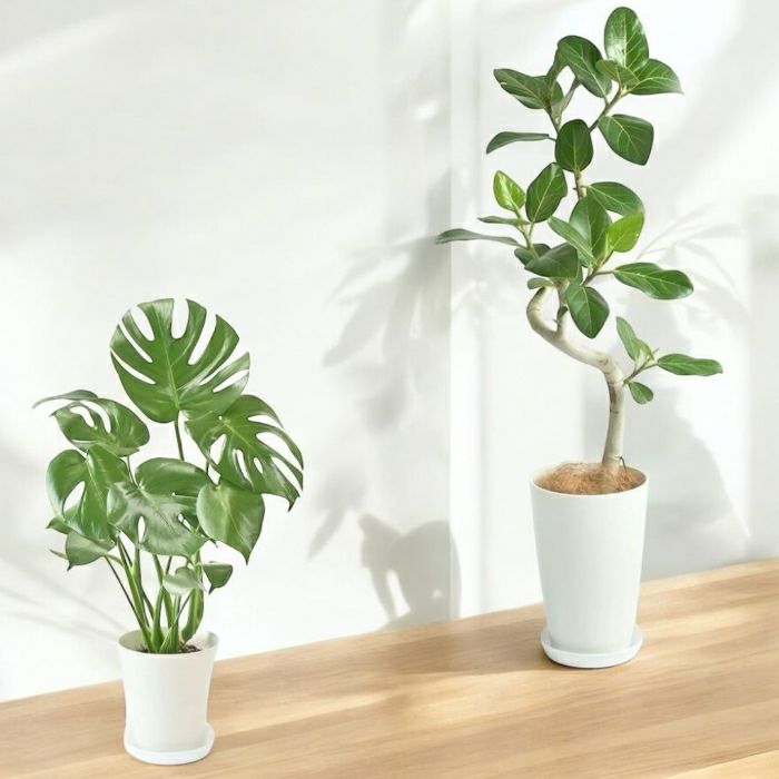 観葉植物現品販売