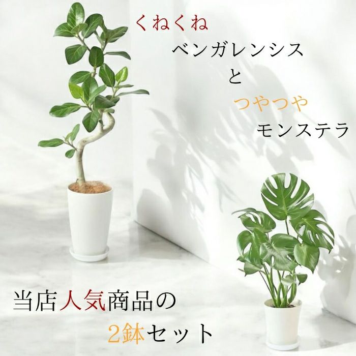 観葉植物現品販売