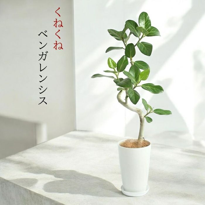 観葉植物現品販売