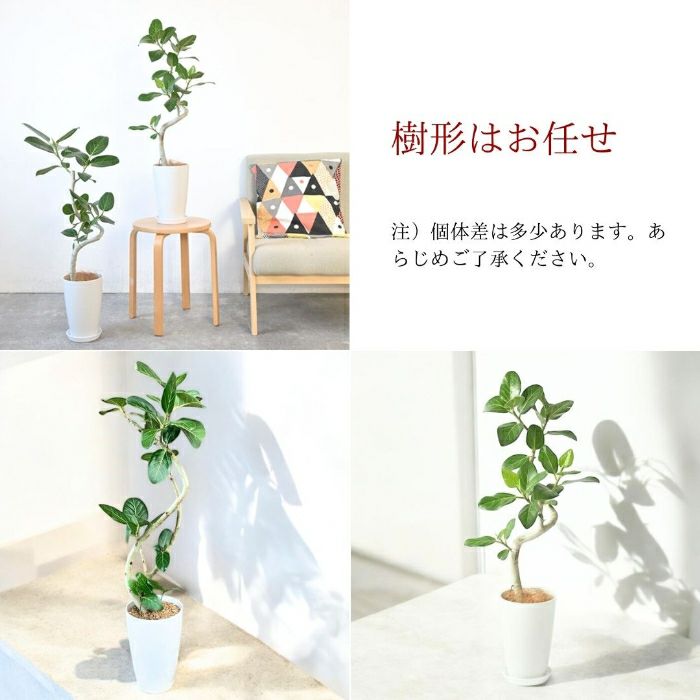 観葉植物現品販売