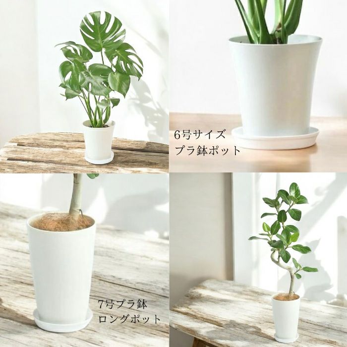 観葉植物現品販売