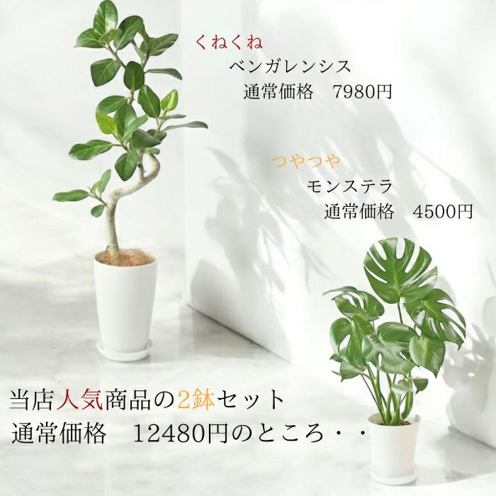 観葉植物現品販売