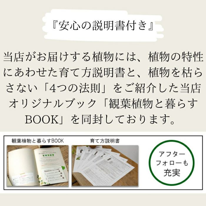 観葉植物現品販売
