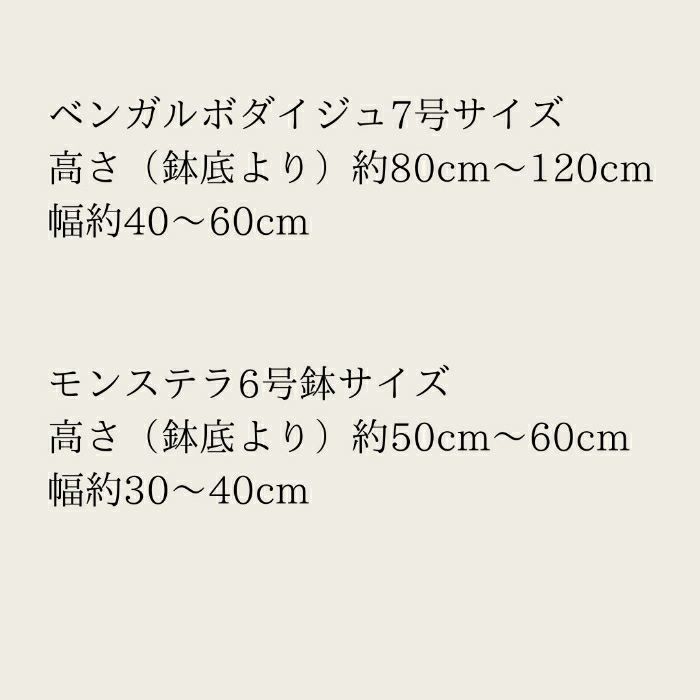 観葉植物現品販売