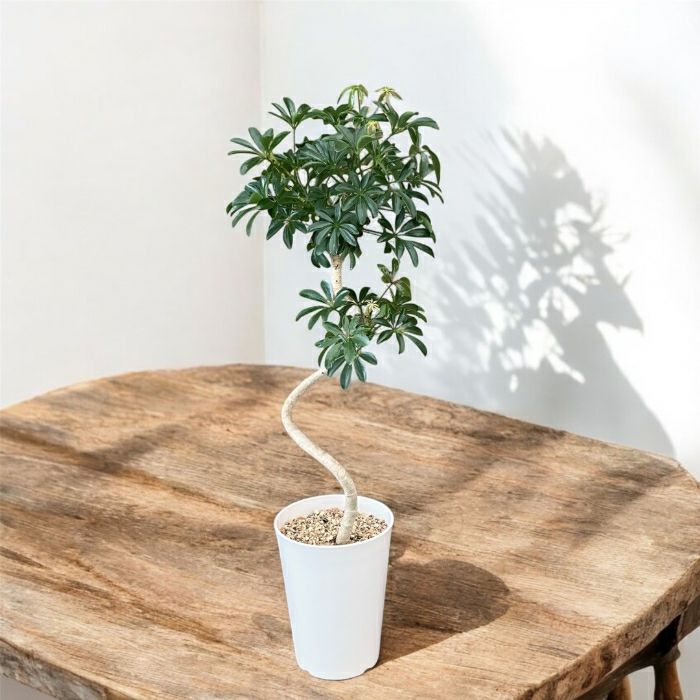 観葉植物現品販売