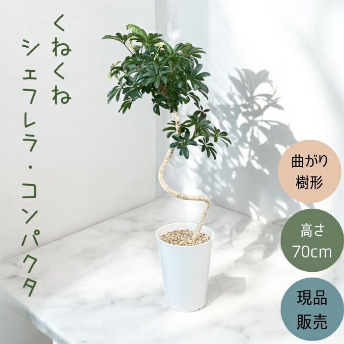 観葉植物現品販売