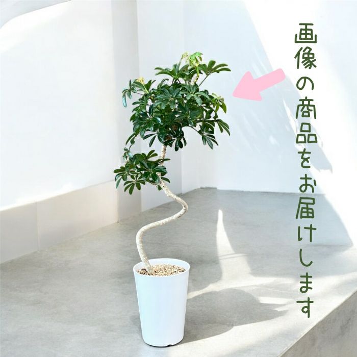 観葉植物現品販売