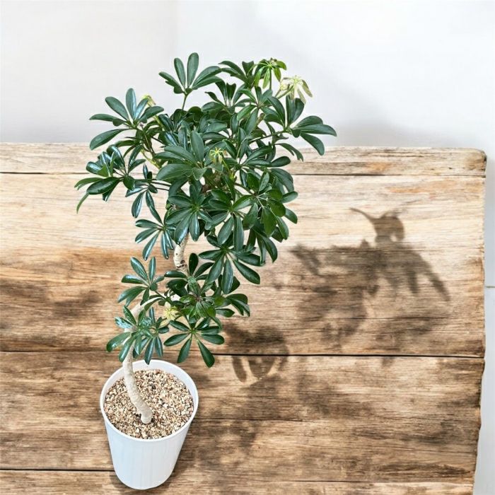 観葉植物現品販売