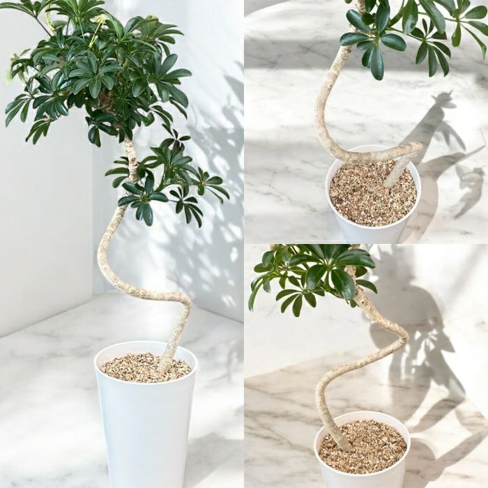 観葉植物現品販売