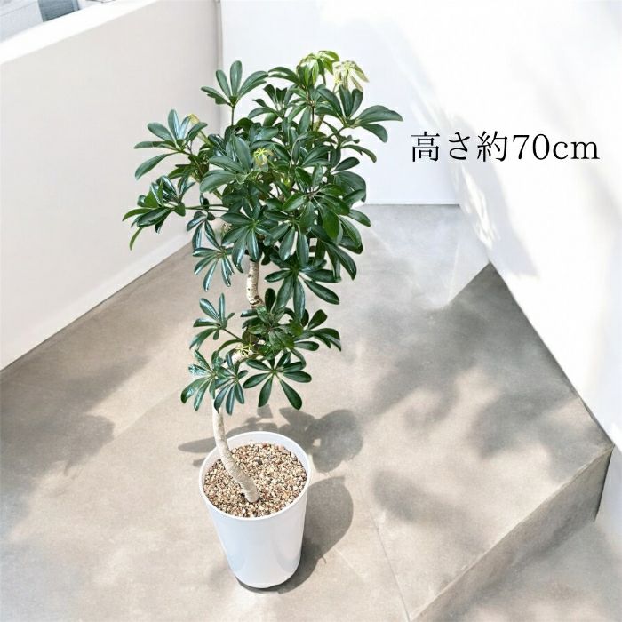 観葉植物現品販売