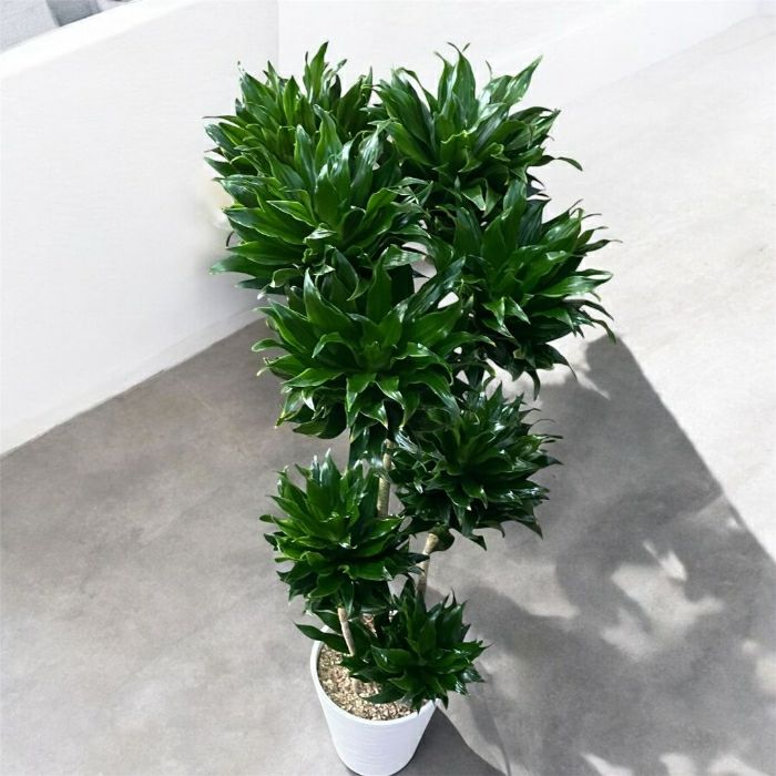 観葉植物現品販売