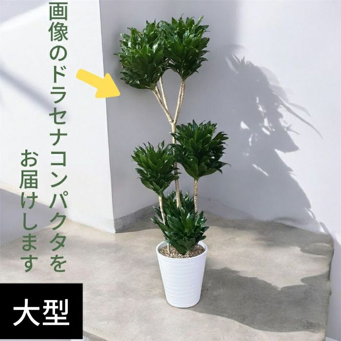 観葉植物現品販売