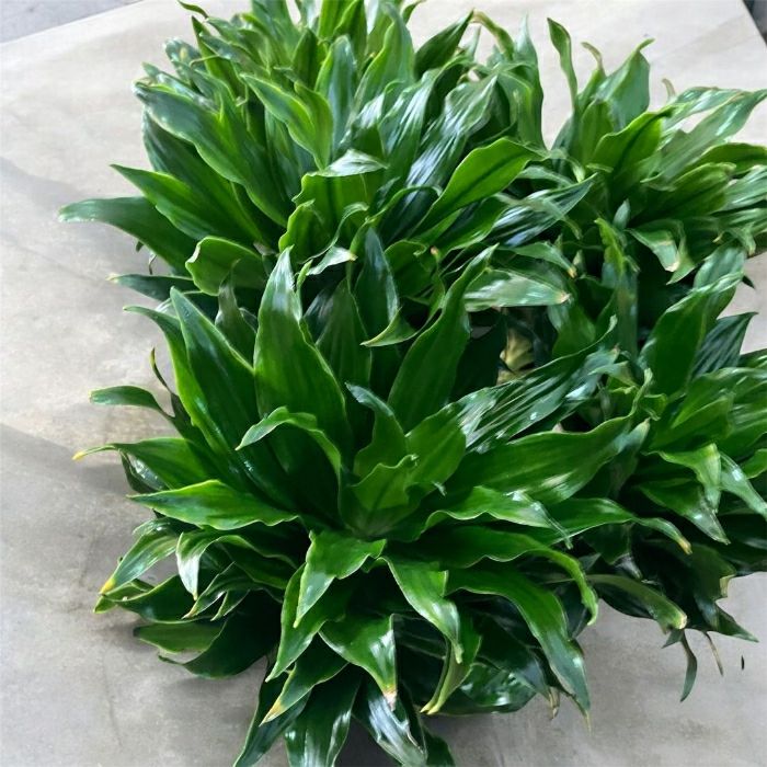 観葉植物現品販売