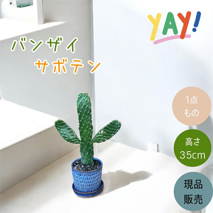 観葉植物現品販売