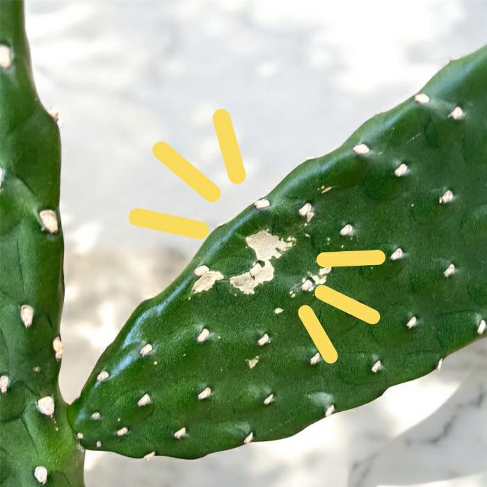 観葉植物現品販売