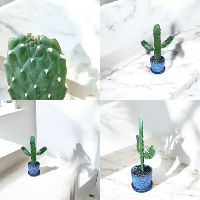 観葉植物現品販売