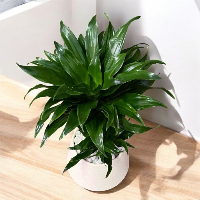 観葉植物現品販売