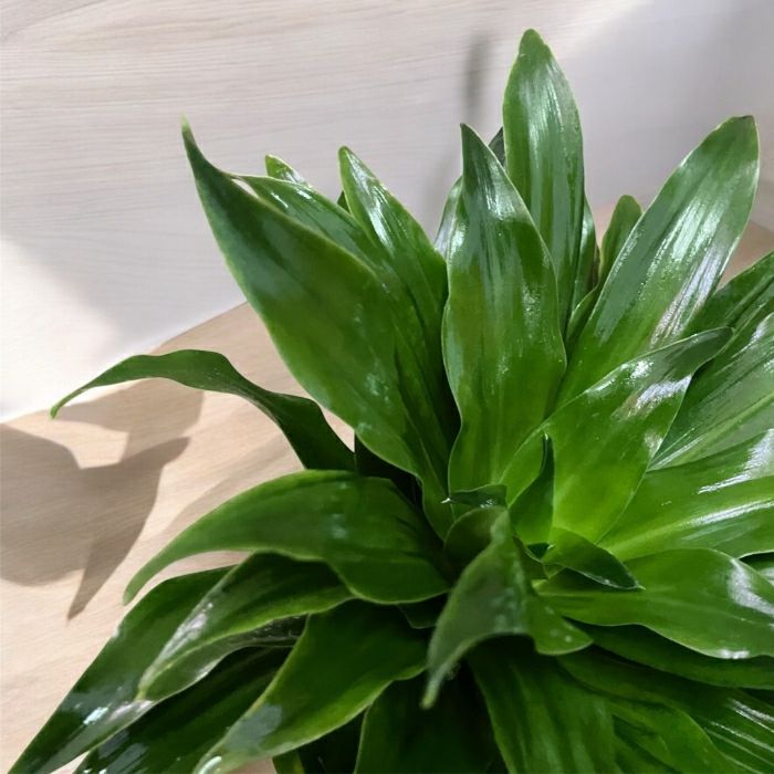 観葉植物現品販売