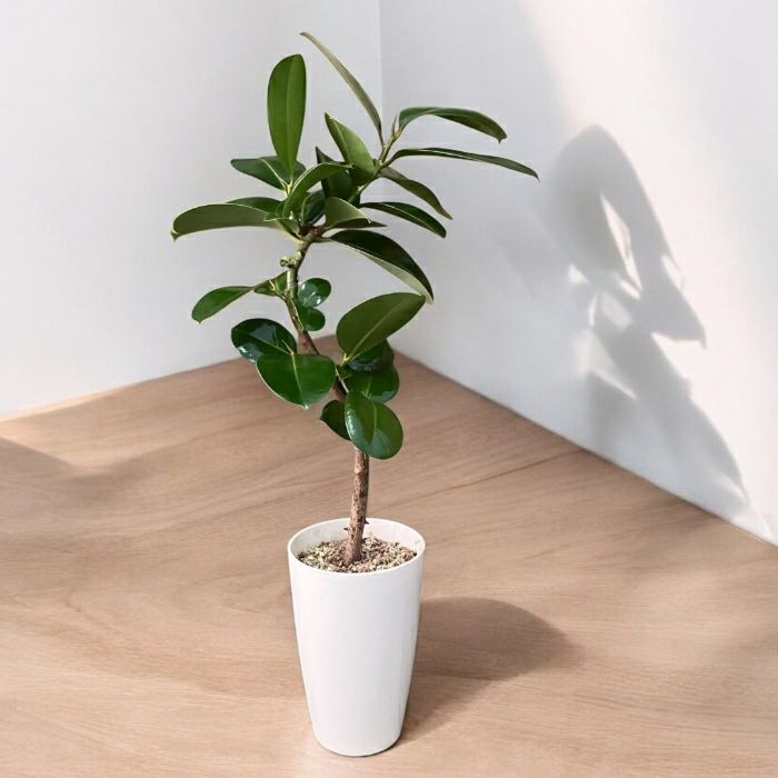 観葉植物現品販売