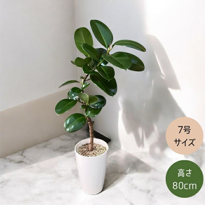 観葉植物現品販売
