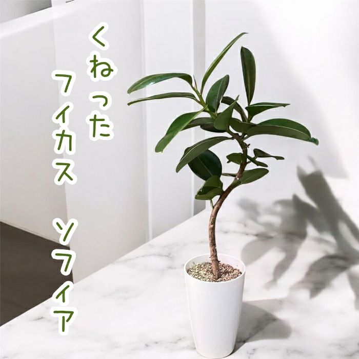 観葉植物現品販売