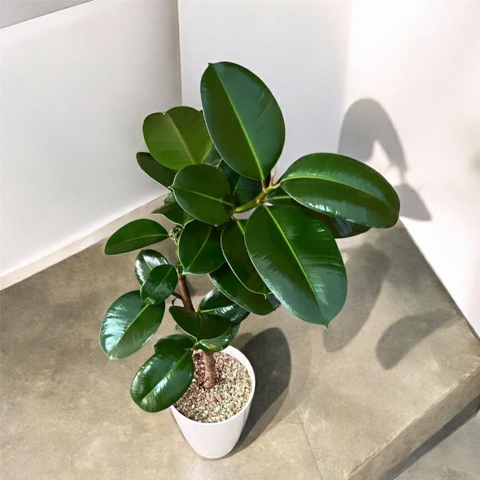 観葉植物現品販売