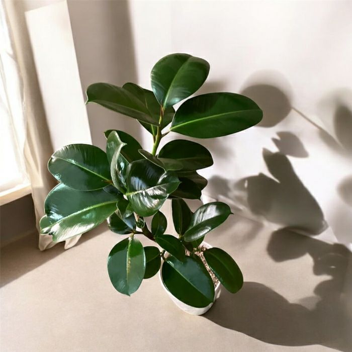 観葉植物現品販売