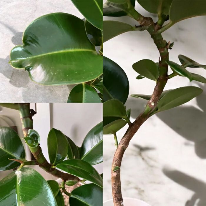 観葉植物現品販売