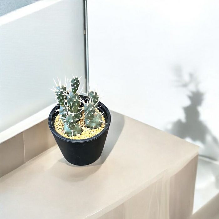 観葉植物現品販売