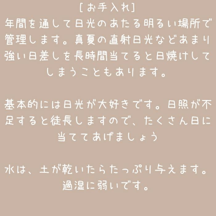 観葉植物現品販売